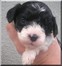 3 weeks old