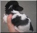 3 weeks old