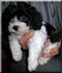 7 weeks old