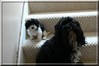 Daisy and Storm on the Stairs 6/28/08