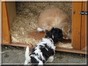 Daisy checking out Buddy the Rabbit 7/25/08