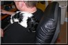 Daisy on Steve's shoulder 6/20/08 