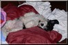 Daisy taking it easy 7/2/08