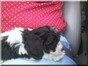 Daisy on Melanie's lap on drive home 6/20/08