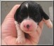 1 week old