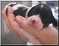1 week old